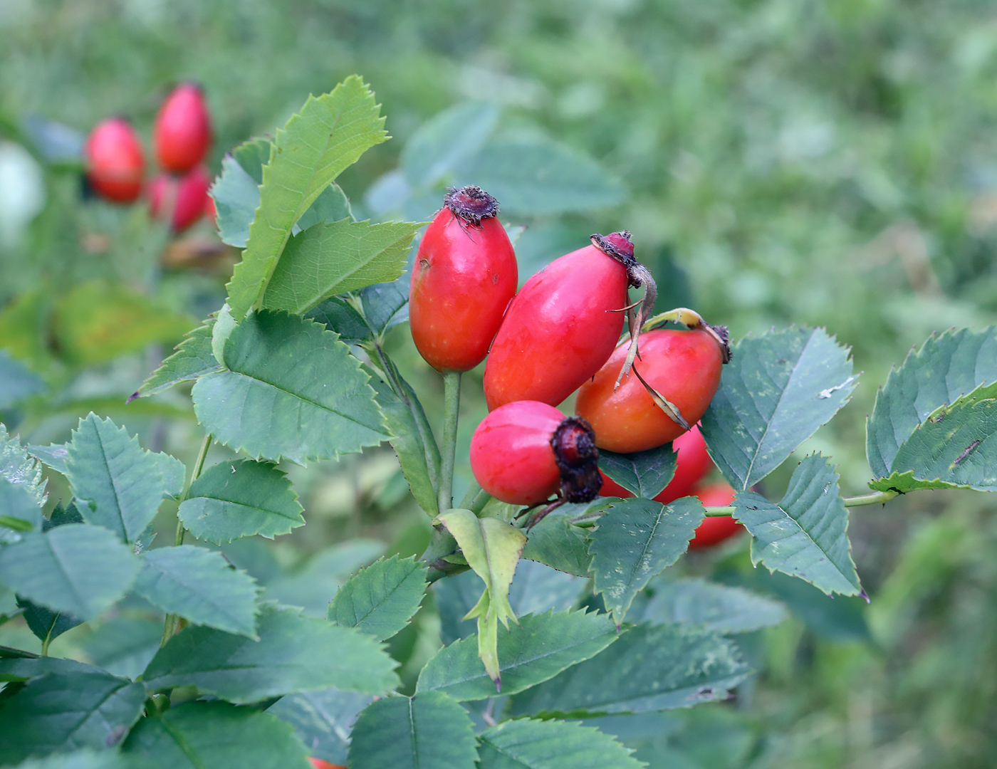 Image of genus Rosa specimen.