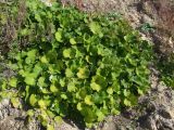 Tussilago farfara