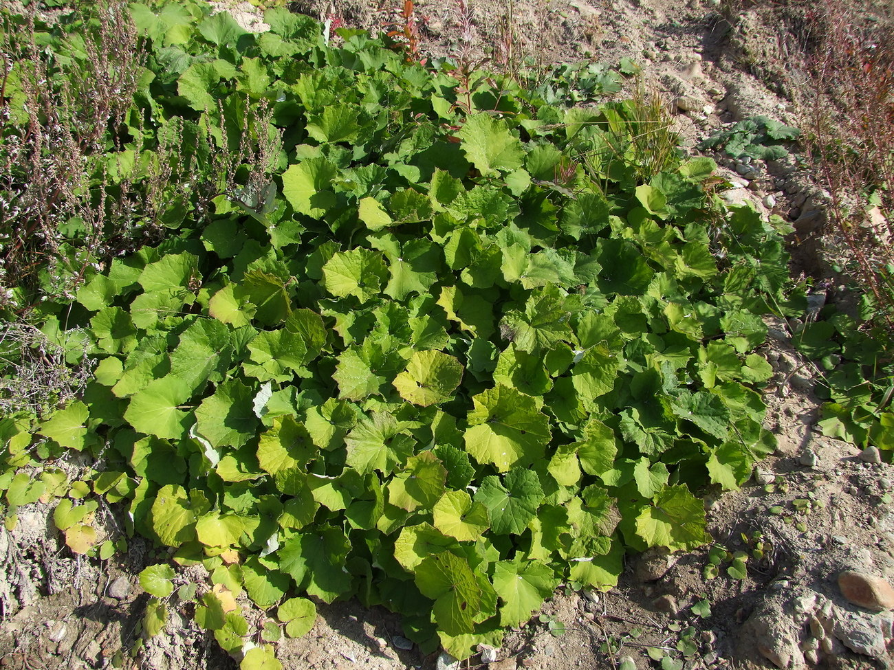 Image of Tussilago farfara specimen.