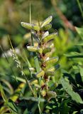 Lupinus polyphyllus