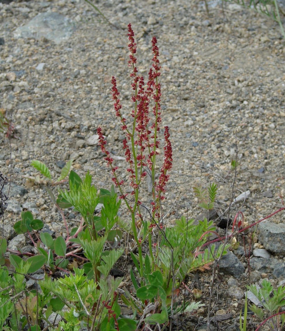 Image of Rumex acetosella specimen.