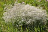 Gypsophila paniculata. Цветущее растение. Саратовская обл., Балашовский р-н, окр. с. Старый Хопёр, долина р. Тростянка, берег Почтового пруда, низкотравный луг. 17.06.2019.