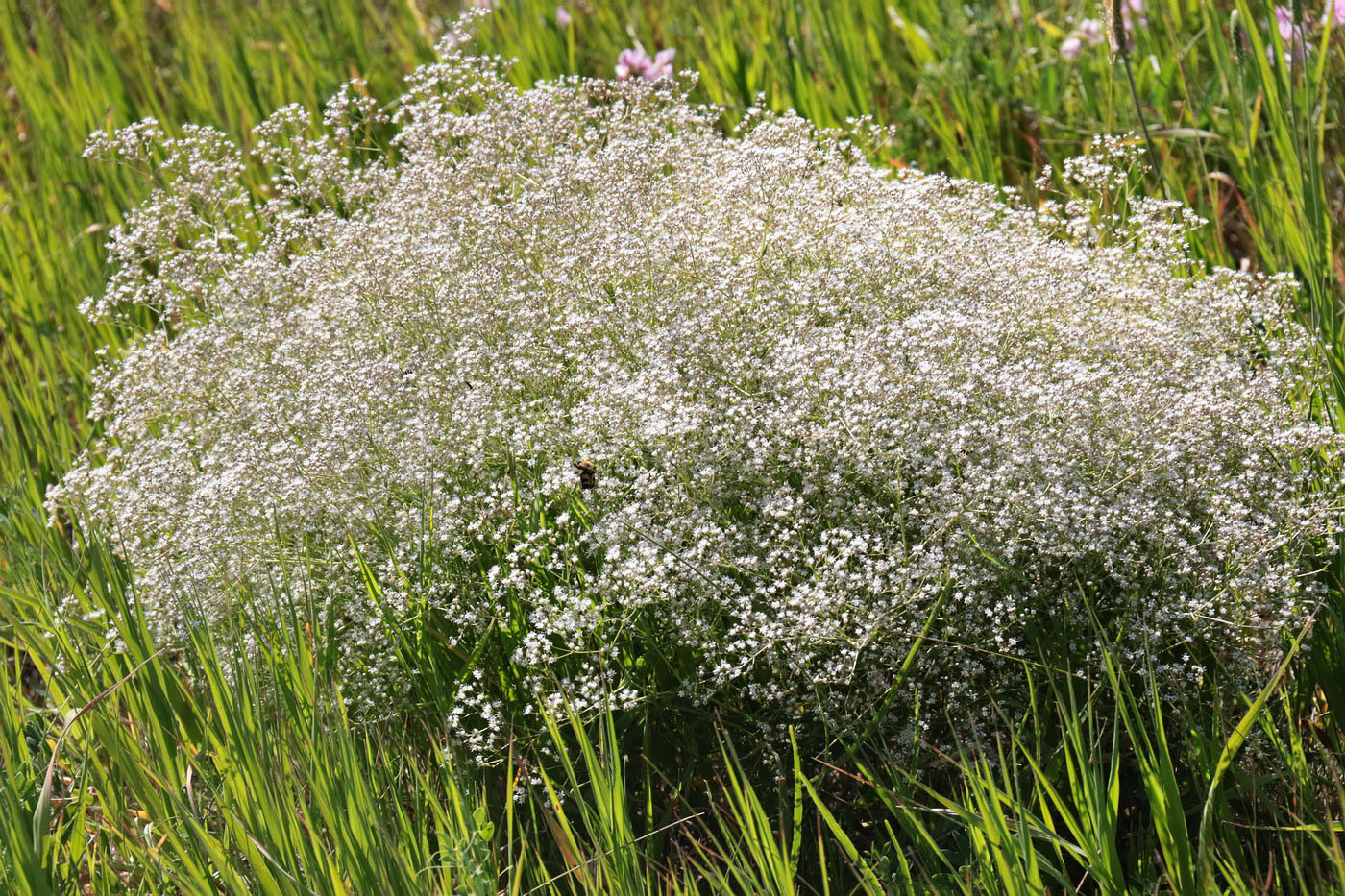 Изображение особи Gypsophila paniculata.