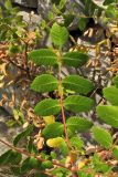 Rhus coriaria. Лист. Хорватия, Дубровник, гора Srd, травянистый склон с одиночными кустарниками. 28 августа 2010 г.