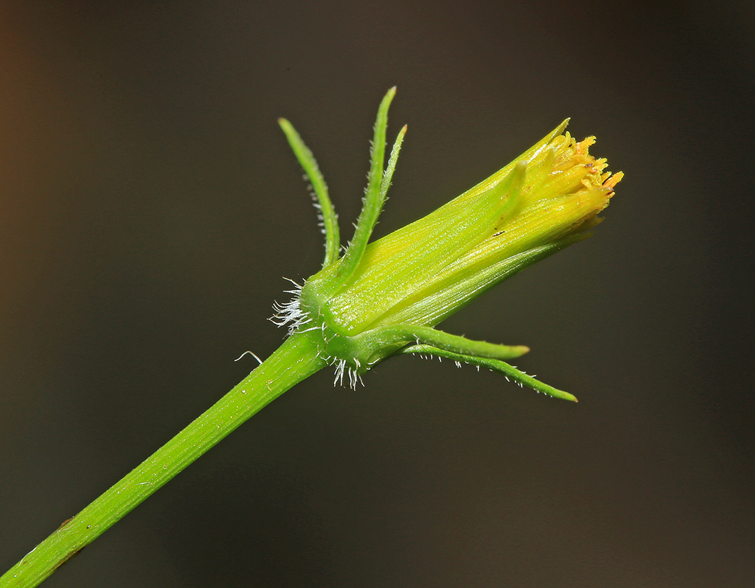 Image of Bidens parviflora specimen.