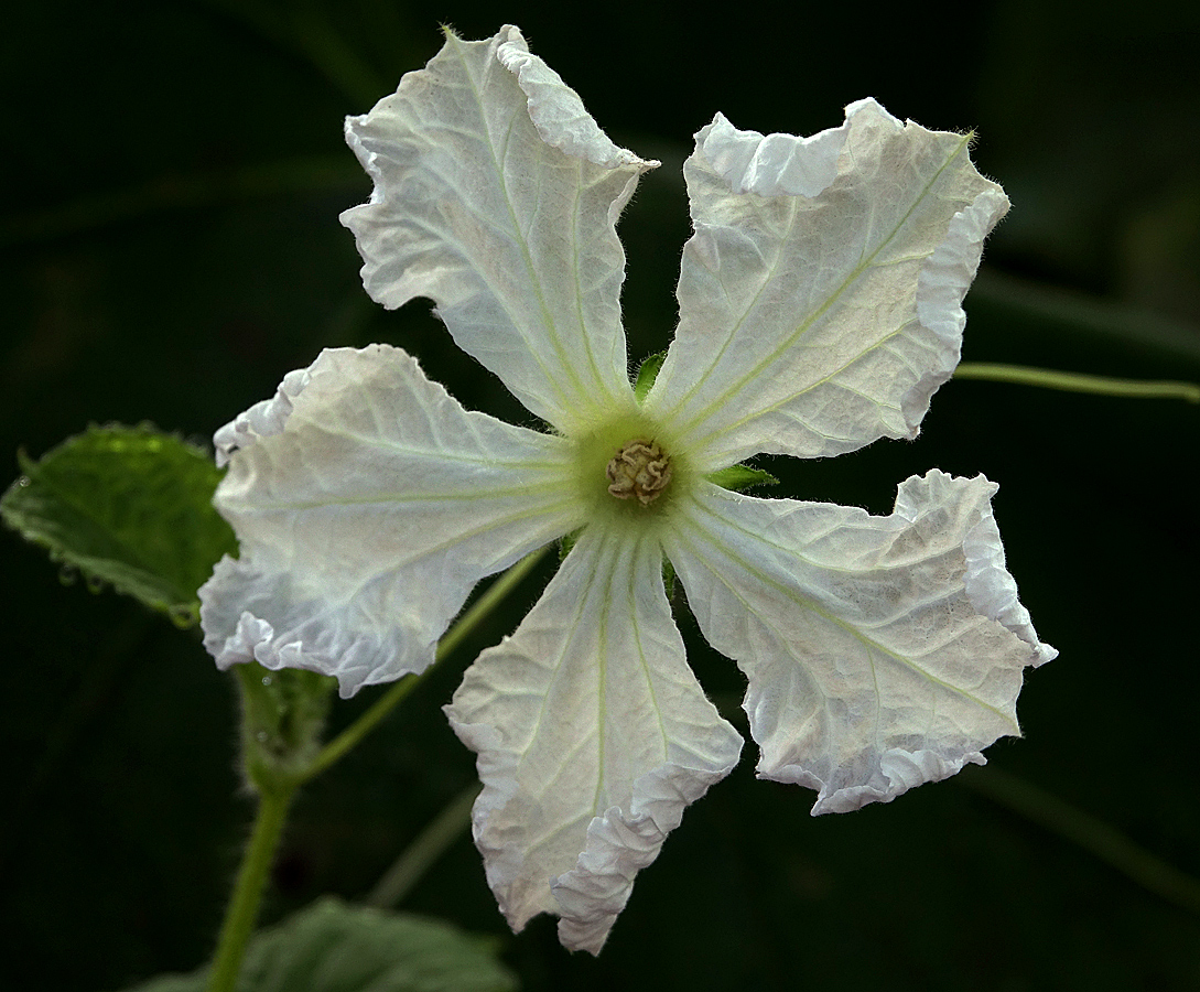 Image of Lagenaria siceraria specimen.