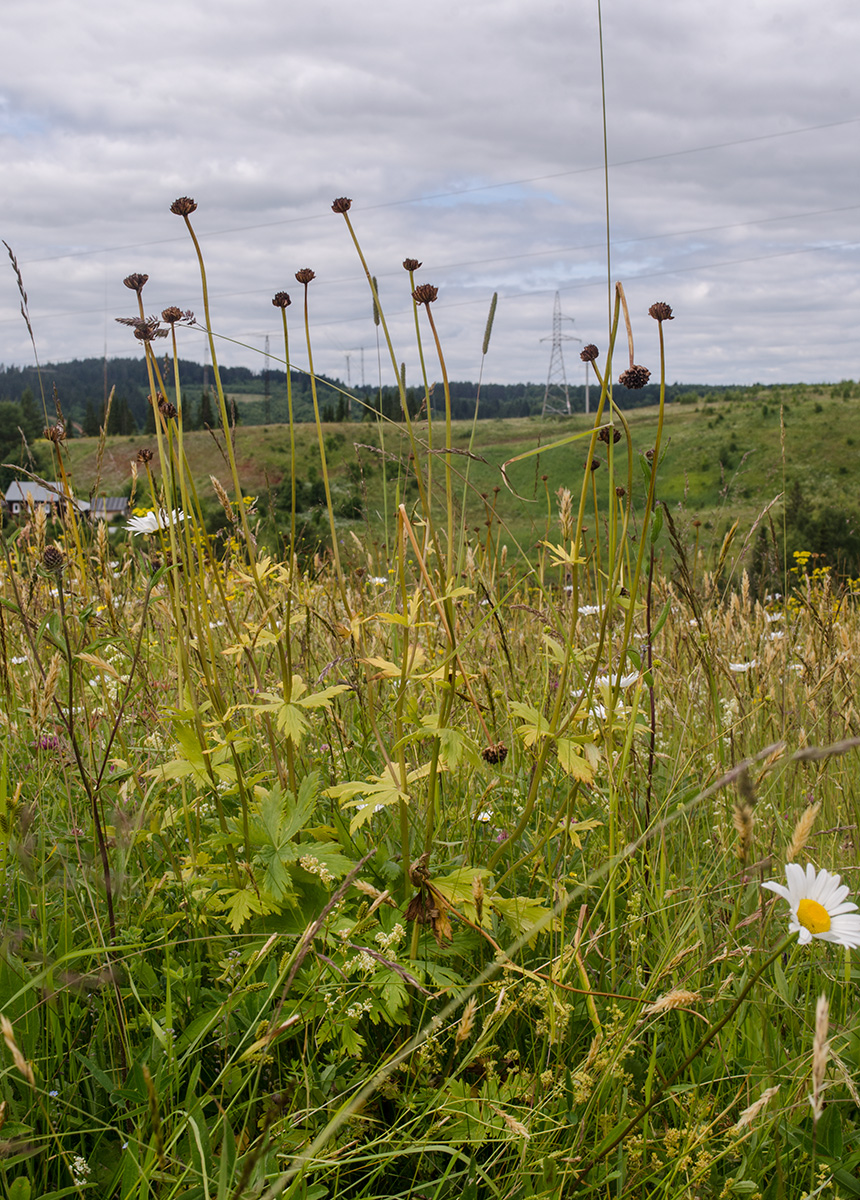 Image of Trollius europaeus specimen.