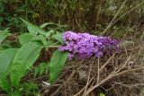 Buddleja davidii