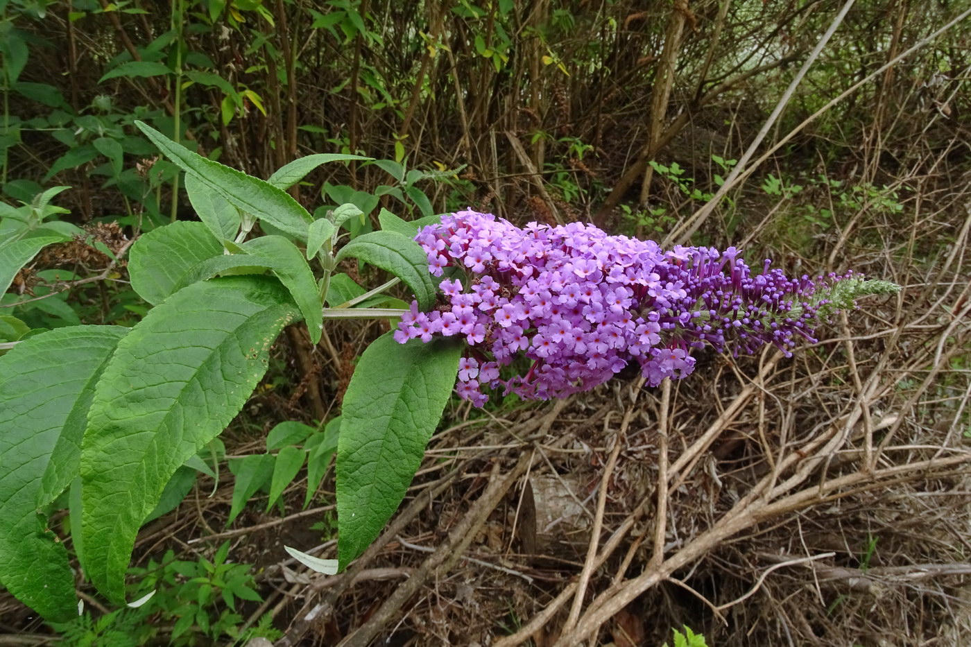 Изображение особи Buddleja davidii.