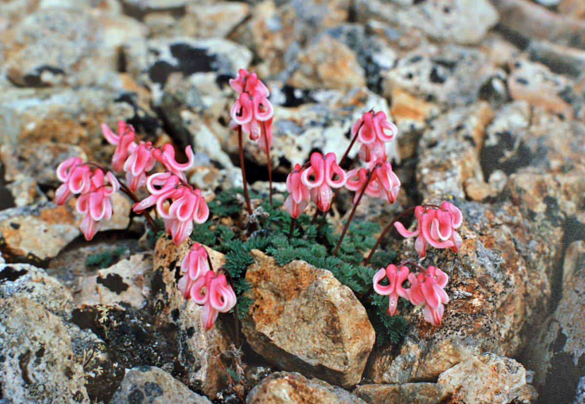 Image of Dicentra peregrina specimen.