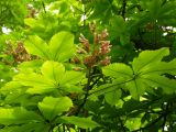 Aesculus × neglecta. Ветвь с соцветием. Узбекистан, г. Ташкент, Ботанический сад им. Ф.Н. Русанова. 25.04.2009.