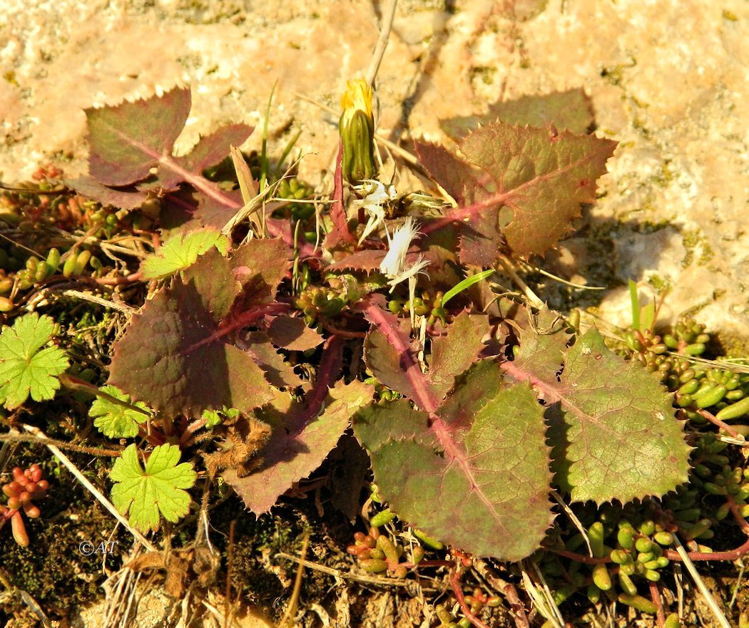 Image of Sonchus oleraceus specimen.