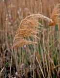 Phragmites australis