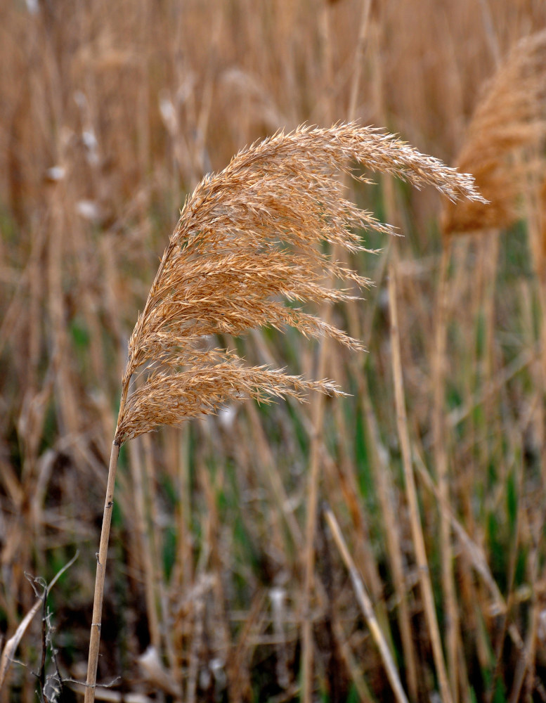 Изображение особи Phragmites australis.