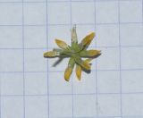 Trigonella cylindracea