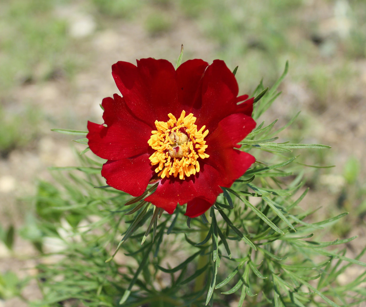 Image of Paeonia tenuifolia specimen.