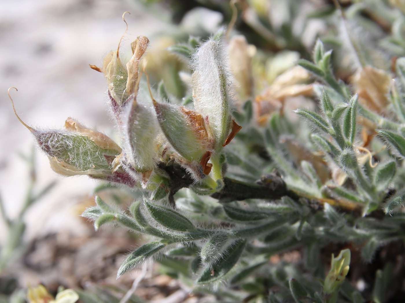 Изображение особи Genista albida.