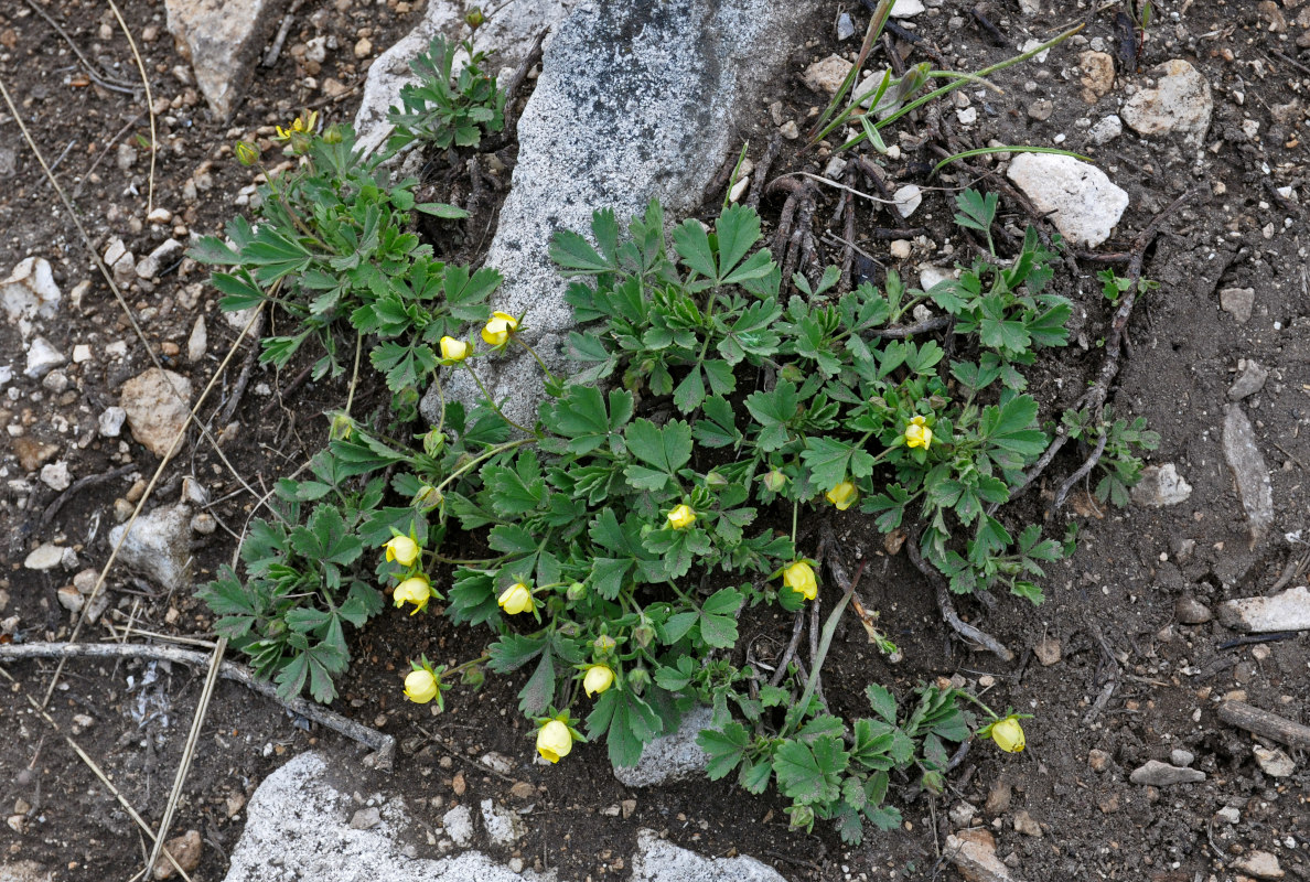 Image of Potentilla incana specimen.