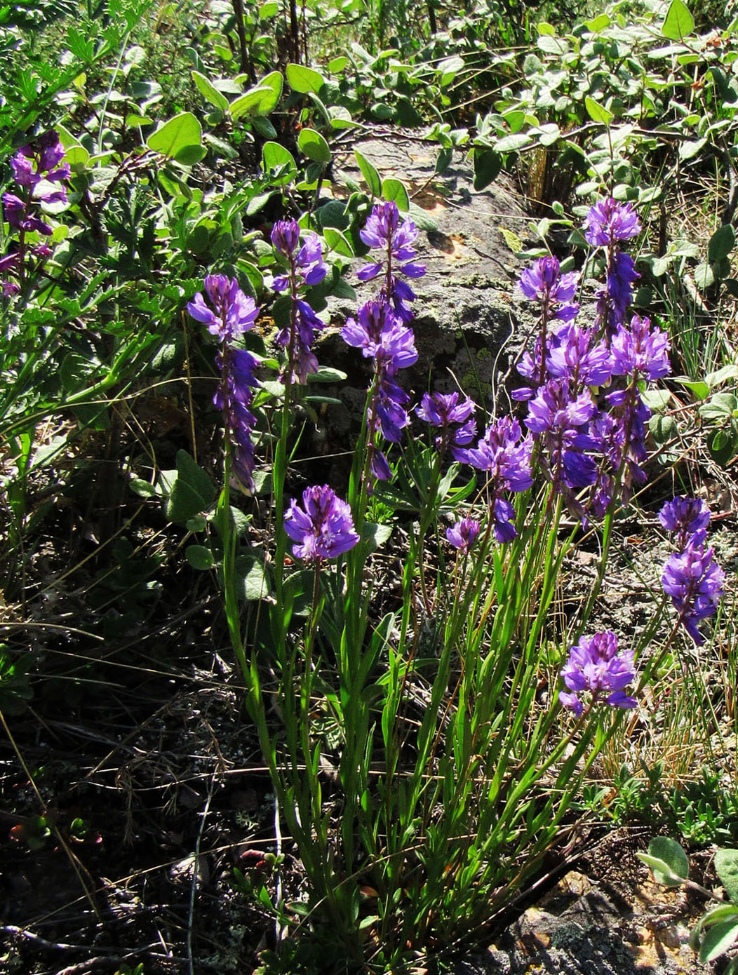 Image of Polygala comosa specimen.