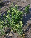 Cardaria draba