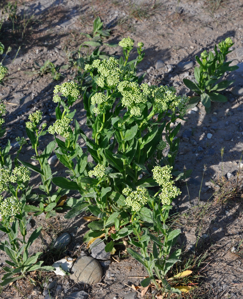 Image of Cardaria draba specimen.