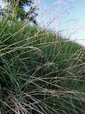 Miscanthus sinensis. Растение с сухими цветоносами (высота около 1,5 м). Обочина дороги в предгорьях в окрестностях Адлера. 02.06.2007.