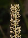 Image of taxon representative. Author is Татьяна Мальчинская
