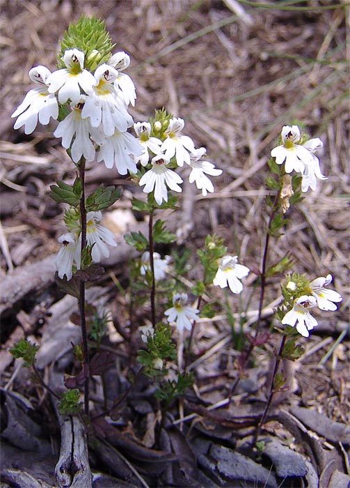Image of Euphrasia petiolaris specimen.