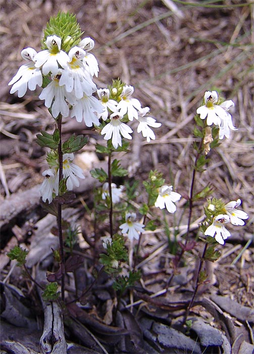 Изображение особи Euphrasia petiolaris.