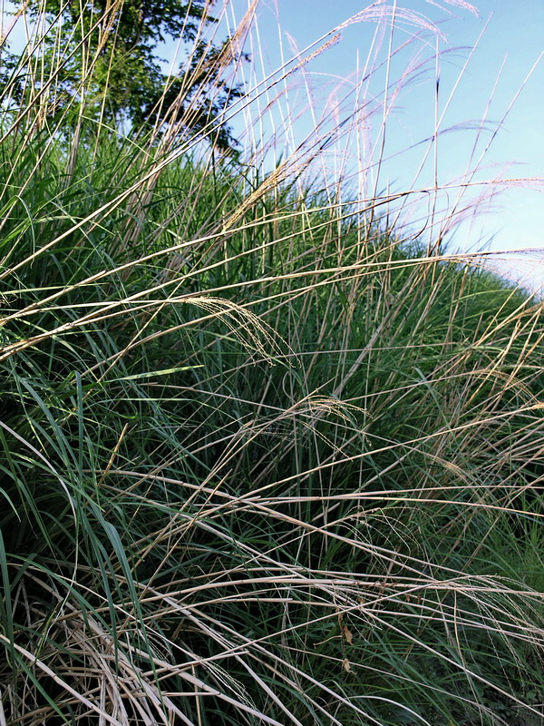 Изображение особи Miscanthus sinensis.