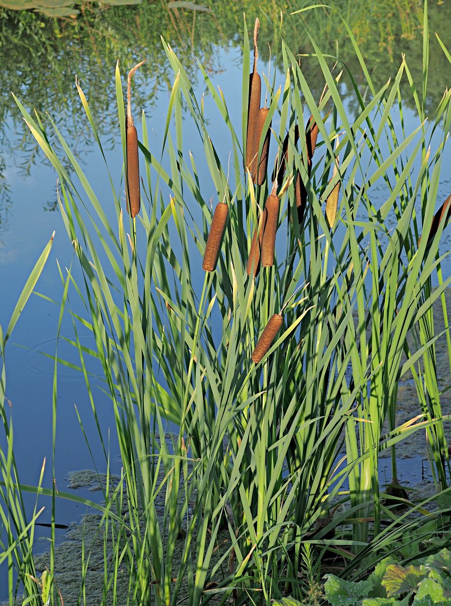 Image of Typha latifolia specimen.