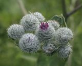Arctium tomentosum. Нераспустившиеся соцветия-корзинки. Пермский край, Кунгурский р-н, окр. ур. Подкаменная гора, ур. Лог Рассохи, разнотравный луг. 10.07.2021.