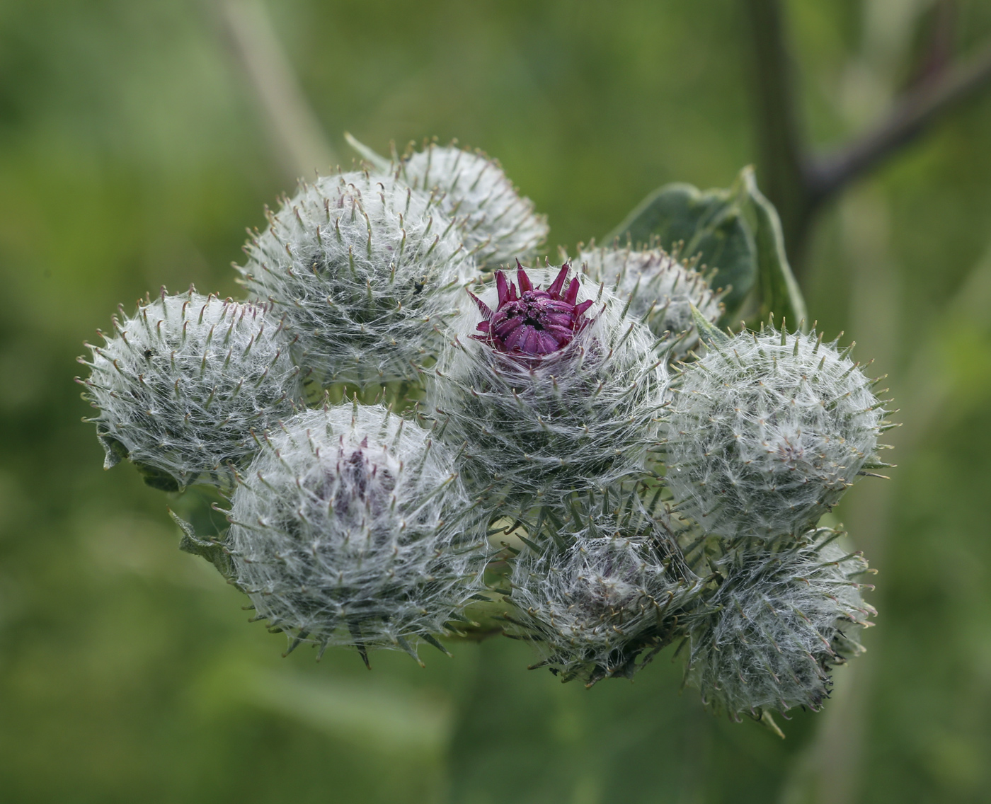 Image of Arctium tomentosum specimen.