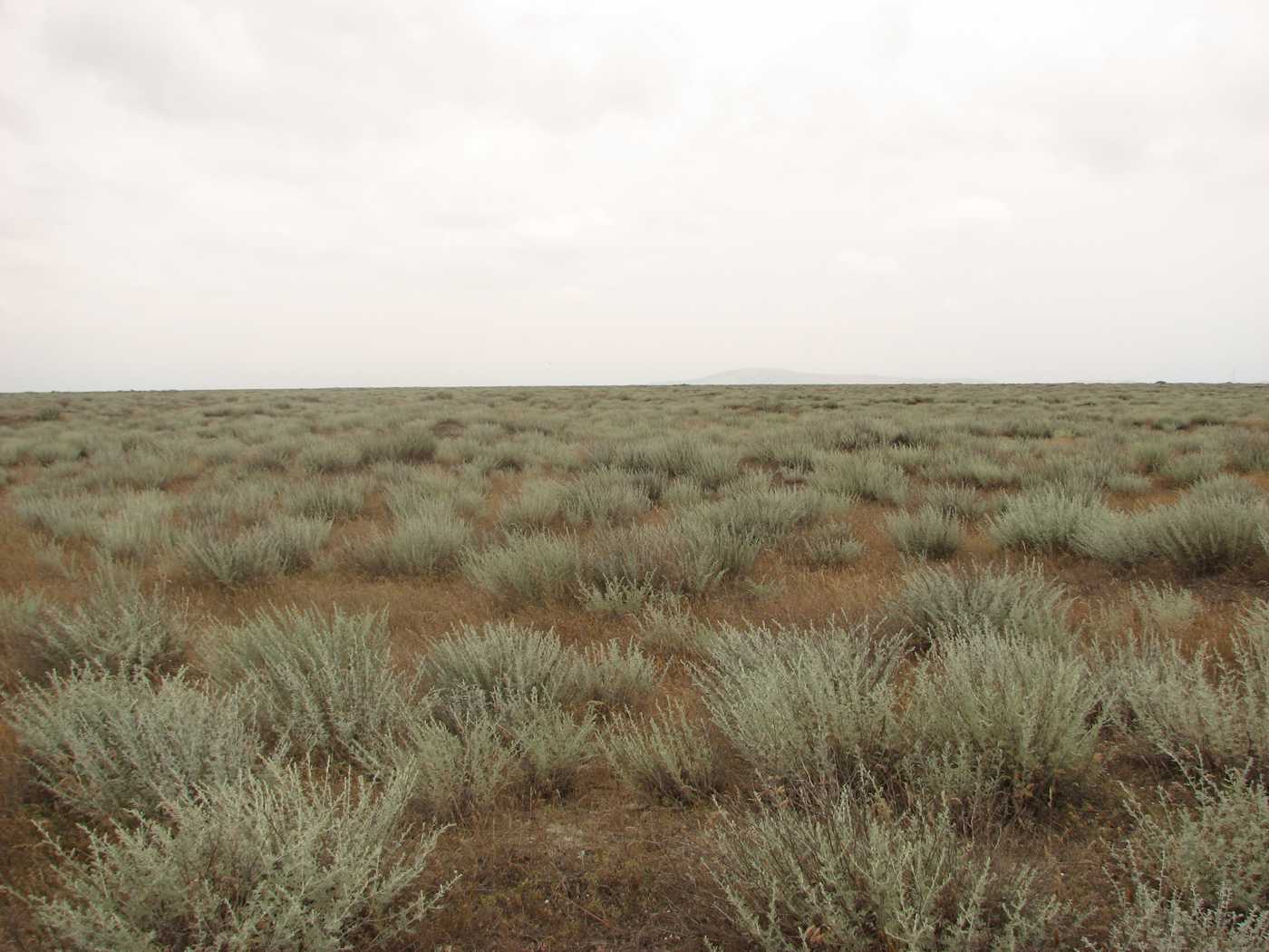 Изображение особи Artemisia lercheana.