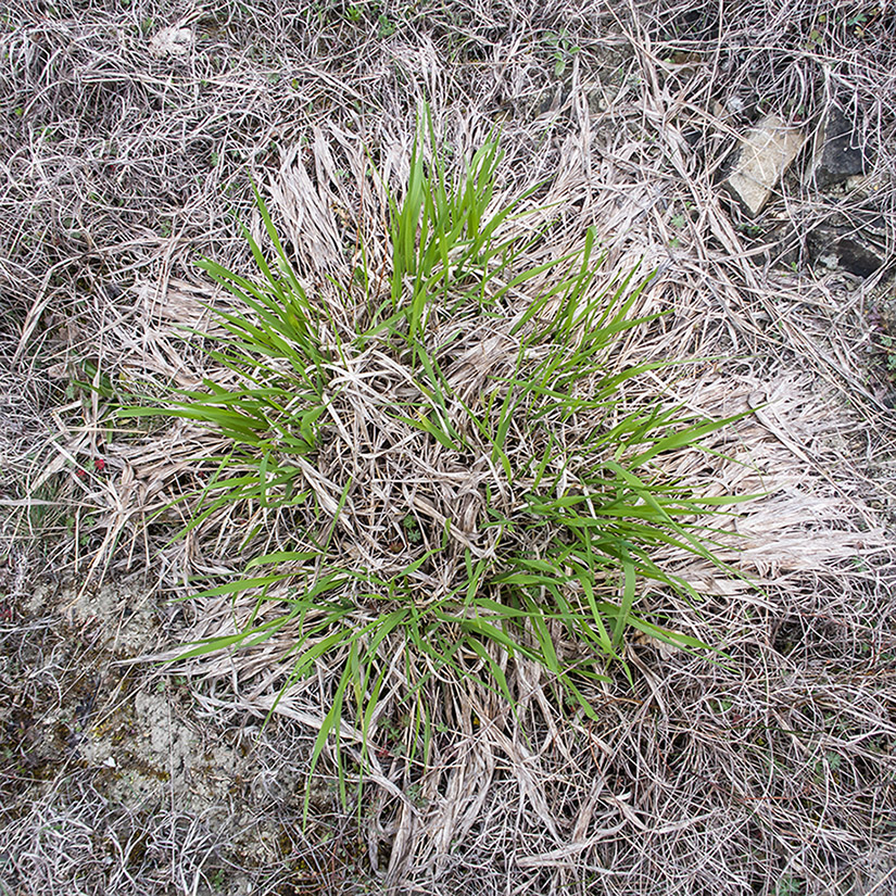 Изображение особи Brachypodium rupestre.