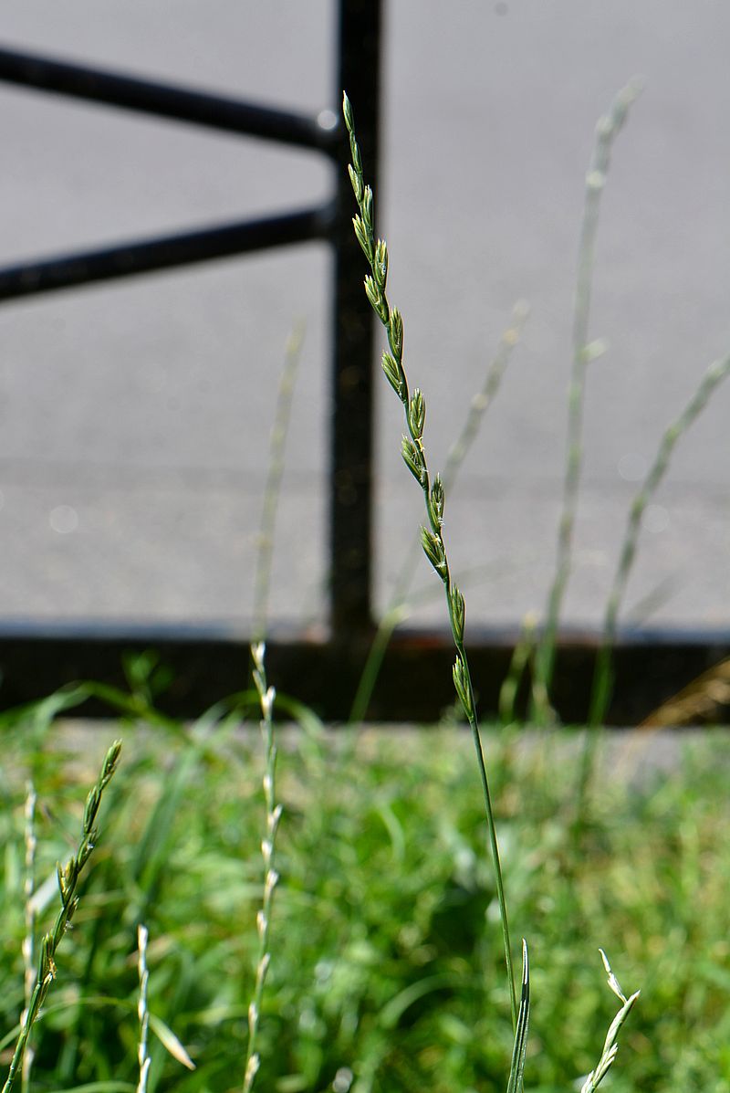 Image of Lolium perenne specimen.