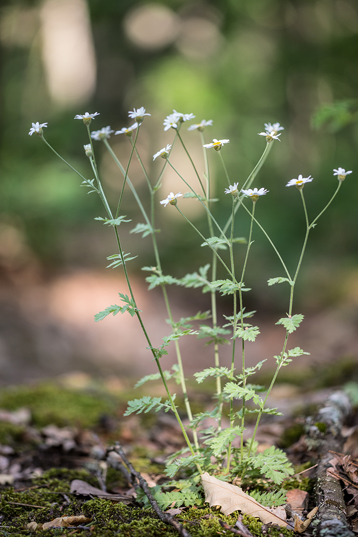 Image of Pyrethrum poteriifolium specimen.