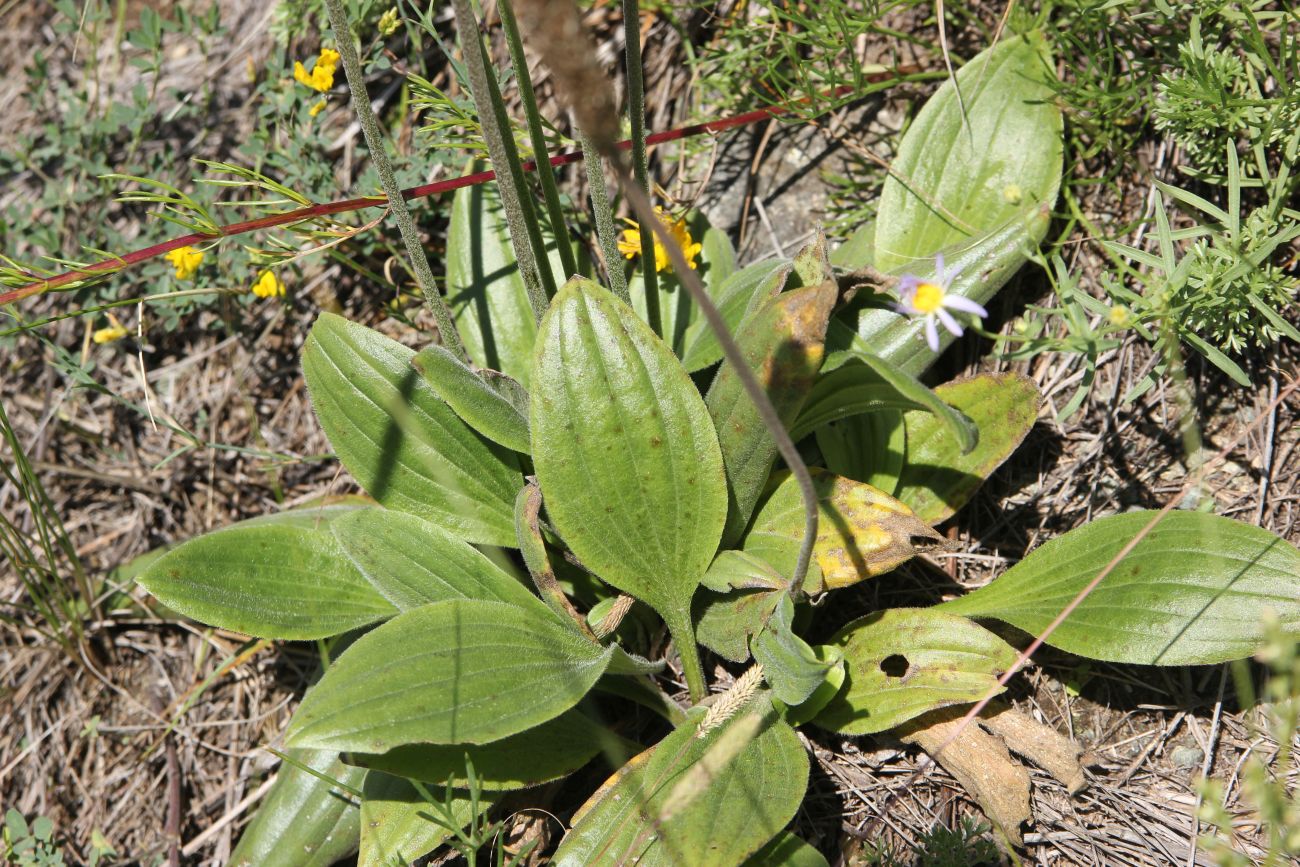 Image of Plantago media specimen.