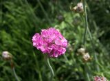 Armeria maritima