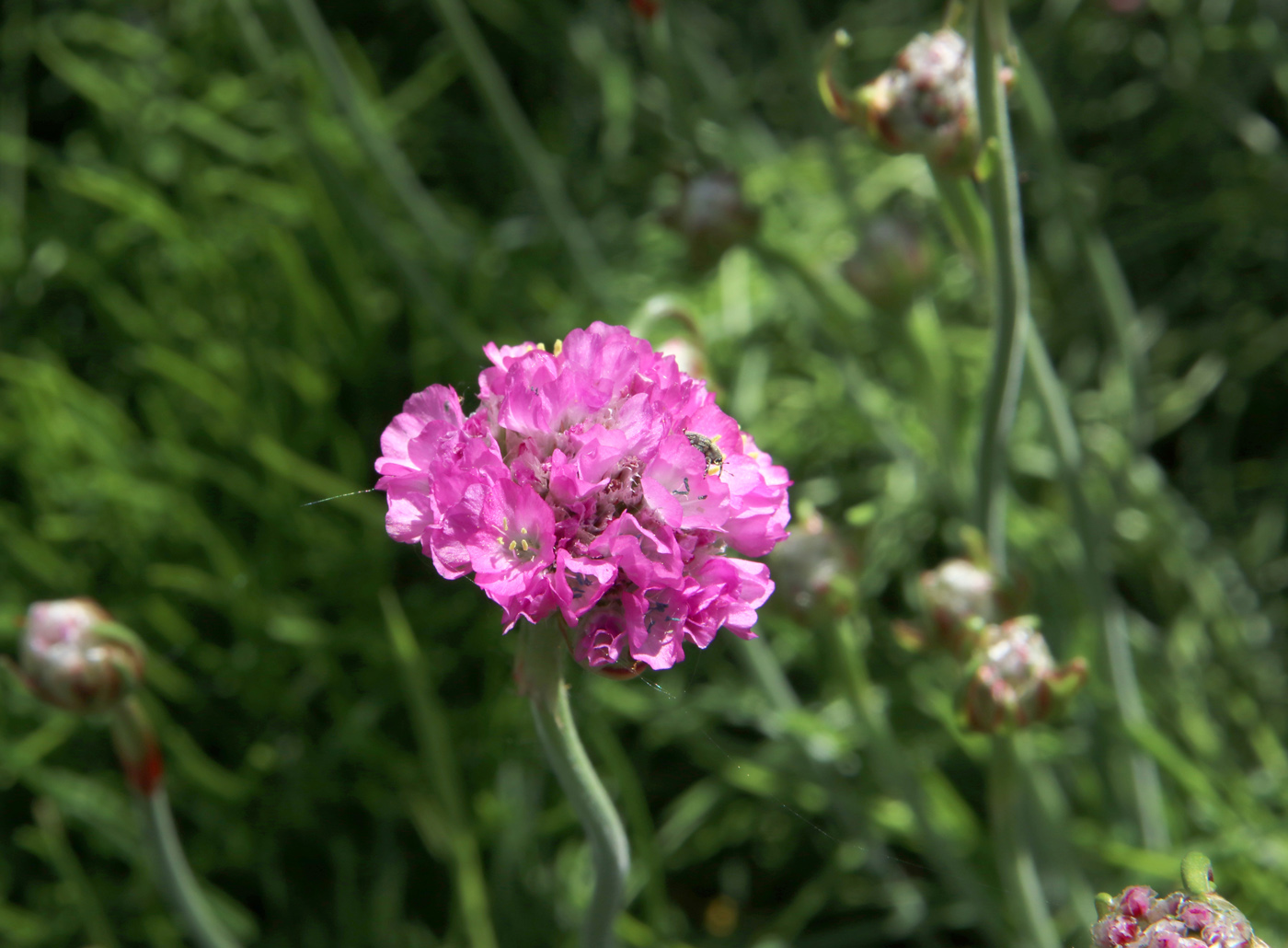 Изображение особи Armeria maritima.