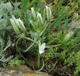 Ornithogalum navaschinii. Цветущее растение. Азербайджан, Гобустанский заповедник. 10.04.2010.