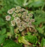 Angelica sylvestris