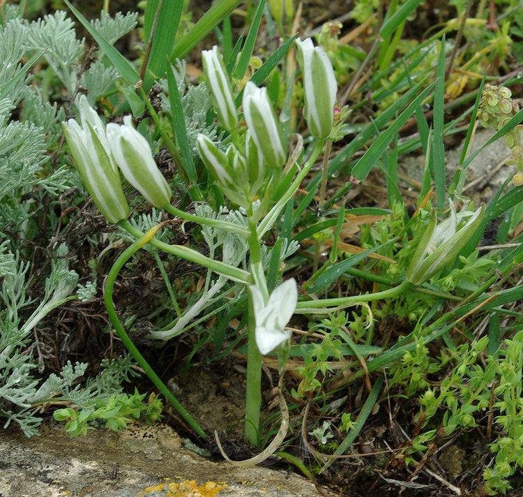 Image of Ornithogalum navaschinii specimen.