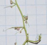Utricularia gibba