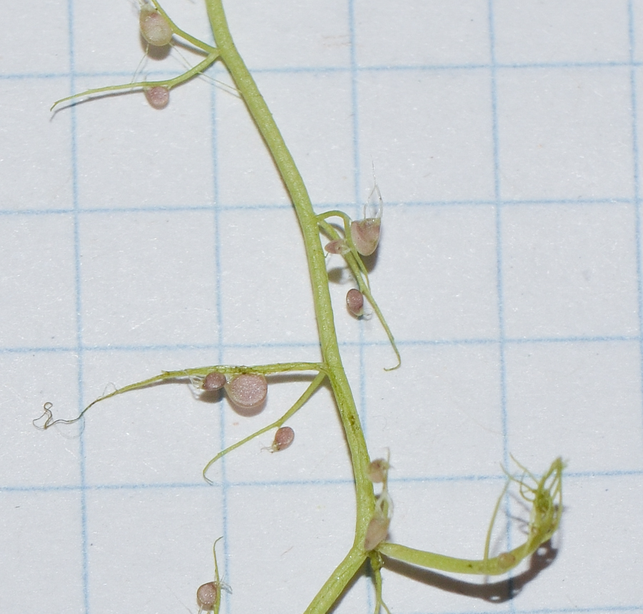 Изображение особи Utricularia gibba.