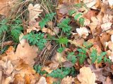 Torilis japonica. Вегетирующее растение. Ульяновск, Заволжский р-н, дубовый лес. 09.11.2021.