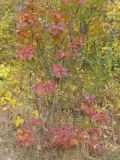 Cotinus coggygria