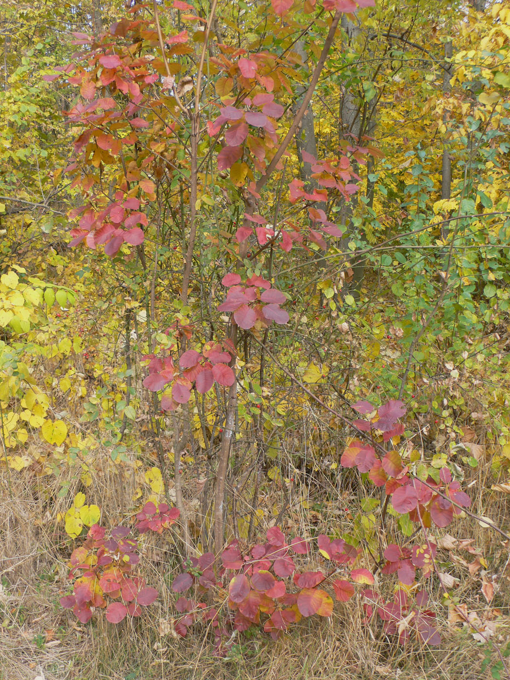 Изображение особи Cotinus coggygria.