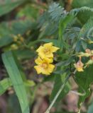Lysimachia vulgaris. Цветки. Костромская обл., Кологривский р-н, левый берег реки Унжа напротив устья реки Вига. 5 сентября 2020 г.