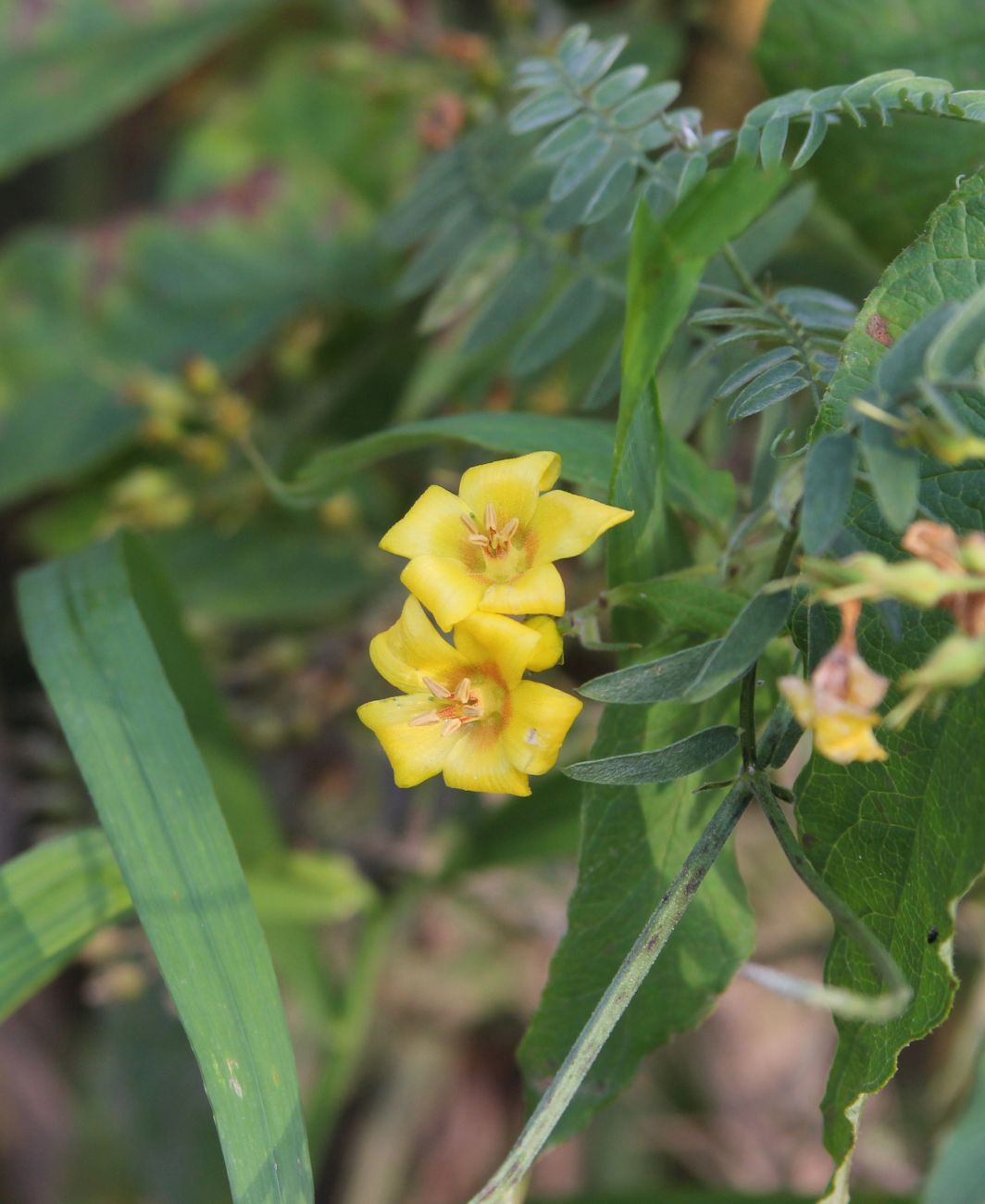 Изображение особи Lysimachia vulgaris.